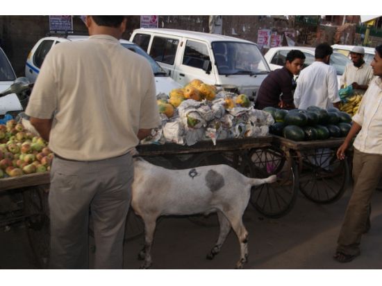 地元っ子気分を満喫☆リキシャで巡る！チャンドニー・チョーク半日観光ツアー＜日本語ガイド／午前／プライベート／デリー発＞