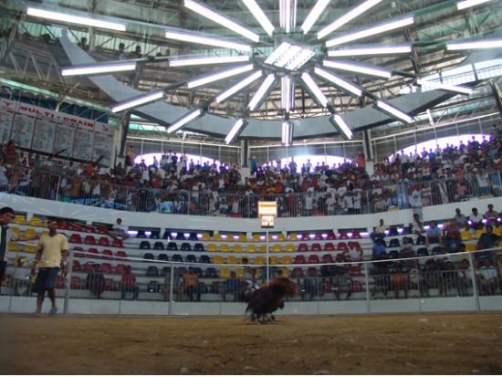 フィリピン国民が熱狂！闘鶏(チキンファイト)観戦＋フィリピン料理ディナーツアー　＜日本語ガイド／夕食付＞