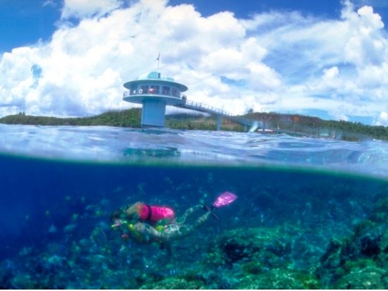 竜宮城エコシュノーケリング　選べるプラン！大評判ランチ or ドルフィンウォッチング＜送迎付き＞byフィッシュアイマリンパーク