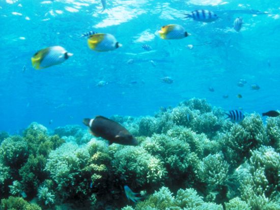 竜宮城エコシュノーケリング　選べるプラン！大評判ランチ or ドルフィンウォッチング＜送迎付き＞byフィッシュアイマリンパーク