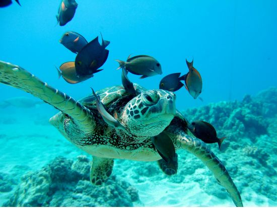 シュノーケリングクルーズ　イルカやウミガメに出会えるチャンスも！？選べる8時／12時出港プラン＜ハワイアンプレートランチ＆アルコール4杯付き／ワイキキ送迎あり＞