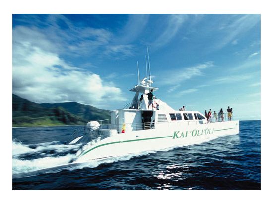 シュノーケリングクルーズ　イルカやウミガメに出会えるチャンスも！？選べる8時／12時出港プラン＜ハワイアンプレートランチ＆アルコール4杯付き／ワイキキ送迎あり＞