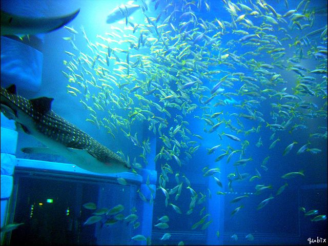 Aqua Planet 63（旧63SEAWORLD）水族館＋63展望台＋漢江遊覧クルーズ