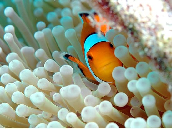 体験ダイビング｜ラチャヤイ島・ラチャノイ島へ シャワー＆トイレ完備の快適ボートで行く2ダイブツアー＜貸切インストラクター同行＞by D.O.