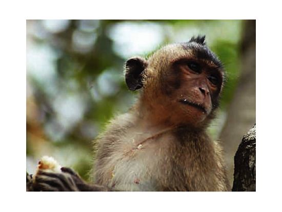 カンザー国立公園　マングローブ林観光ツアー　ワニ釣り体験も可能＜貸切／現地ガイド 日本語可／ベトナムシーフードランチ＞