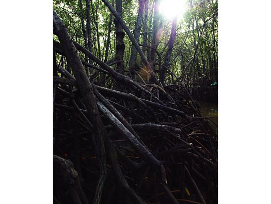 カンザー国立公園　マングローブ林観光ツアー　ワニ釣り体験も可能＜貸切／現地ガイド 日本語可／ベトナムシーフードランチ＞