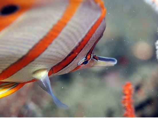 体験ダイビング（ファンダイバー同行｜ラチャヤイ島・ラチャノイ島へ シャワー＆トイレ完備の快適ボートで行く2ダイブツアー＜貸切インストラクター同行＞by D.O.