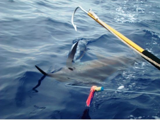 釣り人必見！クルーズ贅沢チャーターフィッシング/シーハンター・スポーツフィッシング（トローリング＆底釣り）