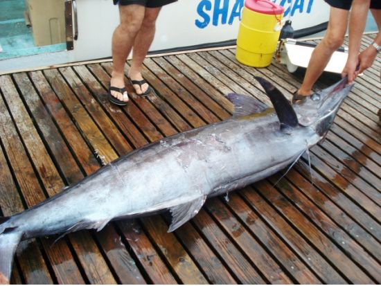 釣り人必見！クルーズ贅沢チャーターフィッシング/シーハンター・スポーツフィッシング（トローリング＆底釣り）