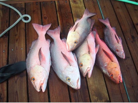 釣り人必見！クルーズ贅沢チャーターフィッシング/シーハンター・スポーツフィッシング（トローリング＆底釣り）