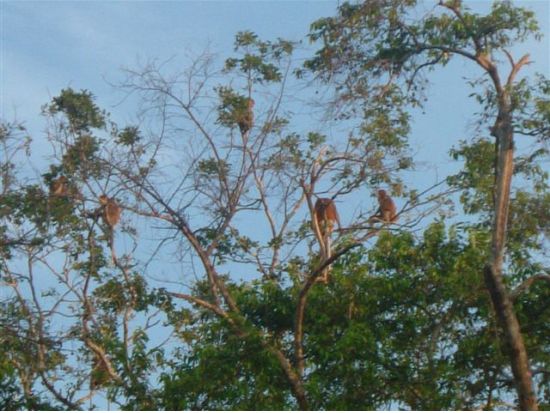 ボルネオ島リバークルーズ大自然満喫ツアー　ボルネオ島特有のテングザルや美しい夜空にきらめくホタルを鑑賞 ＜日本語／マレー料理の夕食付き／コタキナバル発＞