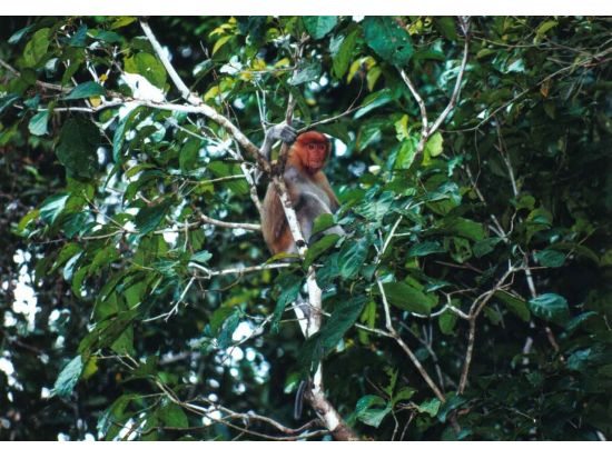 ボルネオ島リバークルーズ大自然満喫ツアー　ボルネオ島特有のテングザルや美しい夜空にきらめくホタルを鑑賞 ＜日本語／マレー料理の夕食付き／コタキナバル発＞