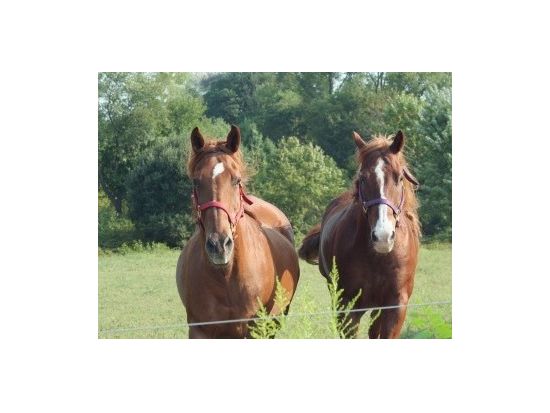 ハワイ島　乗馬ツアー　コハラ・コーストの牧場をゆったり乗馬！ ＜午前・午後／英語ガイド＞by ナアラパ・ステーブルズ