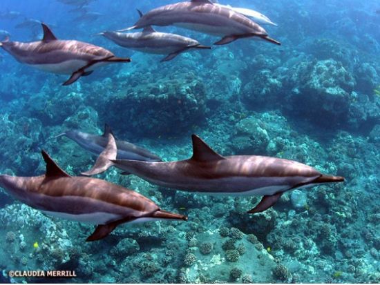 ハワイ島 ケアラケクア湾　シュノーケリングツアー ＜軽食付き／英語ガイド＞