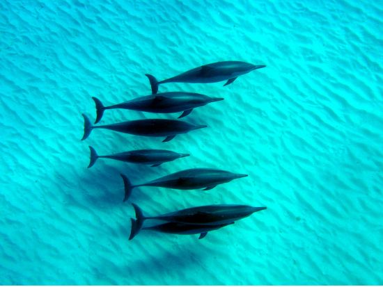 貸切ボートチャーター　野生のイルカウォッチング＆シュノーケリング付きクルーズ　ご家族やお友達だけで特別なクルーズ体験！＜日本語ガイド／ワイキキ＆コオリナ送迎＞