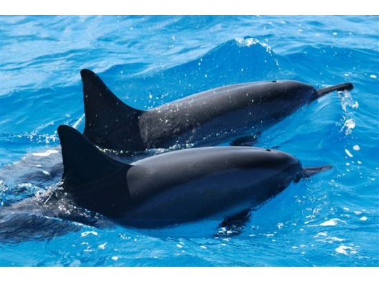 貸切ボートチャーター　野生のイルカウォッチング＆シュノーケリング付きクルーズ　ご家族やお友達だけで特別なクルーズ体験！＜日本語ガイド／ワイキキ＆コオリナ送迎＞