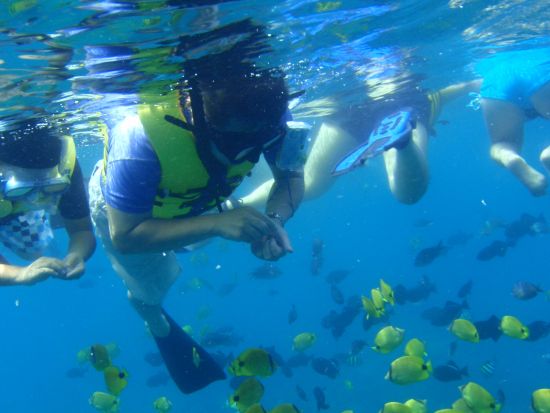 貸切ボートチャーター　野生のイルカウォッチング＆シュノーケリング付きクルーズ　ご家族やお友達だけで特別なクルーズ体験！＜日本語ガイド／ワイキキ＆コオリナ送迎＞