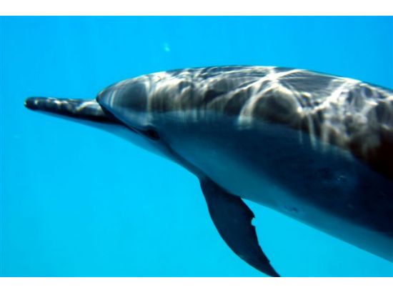 貸切ボートチャーター　野生のイルカウォッチング＆シュノーケリング付きクルーズ　ご家族やお友達だけで特別なクルーズ体験！＜日本語ガイド／ワイキキ＆コオリナ送迎＞