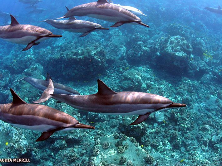 4-Hour Kealakekua & Honaunau Bay Snorkel Tour - Ocean Raft