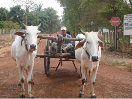 アンコール・ワット＋アンコール・トム＋タ・プローム3大遺跡観光ツアー　水上村観光＆牛車乗り体験 ＜貸切／日本語ガイド／昼食付き／1日＞