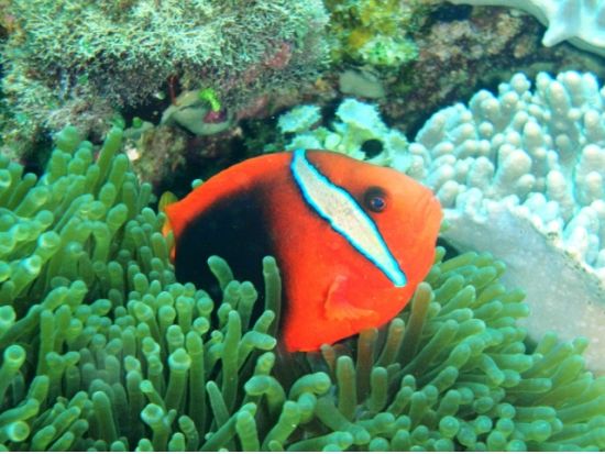 大型水中観光船オルカ号クルーズ 海底ウォッチング　0歳から参加可能！選べる出発時間！＜半日／那覇発＞