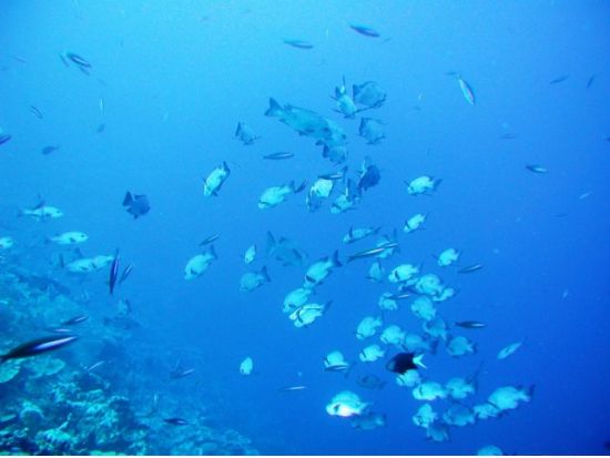 大型水中観光船オルカ号クルーズ 海底ウォッチング　0歳から参加可能！選べる出発時間！＜半日／那覇発＞