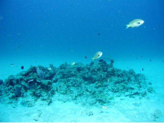 大型水中観光船オルカ号クルーズ 海底ウォッチング　0歳から参加可能！選べる出発時間！＜半日／那覇発＞