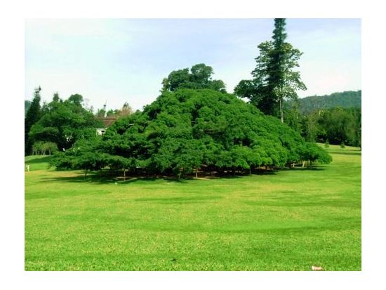 世界遺産キャンディ日帰り観光ツアー　ピンナワラ象の孤児院＆ペーラーデニヤ植物園 ＜貸切／日本語ガイド＞