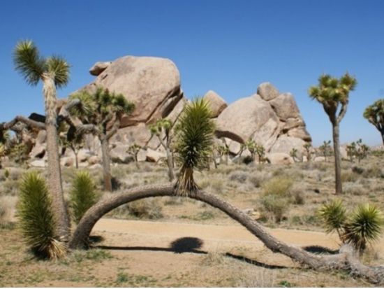 サルベーションマウンテン＆ジョシュアツリー国立公園　日帰り観光ツアー ＜日本語ガイド＞ 