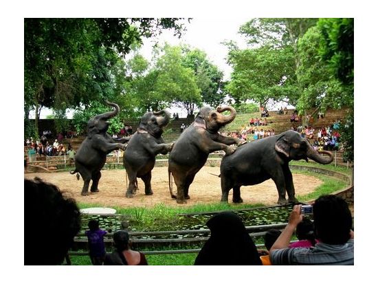 スリランカ生活体験＆デヒワラ動物園 1日観光ツアー　民家で家庭料理作り＆田舎のお寺訪問あり ＜貸切／日本語ガイド＞