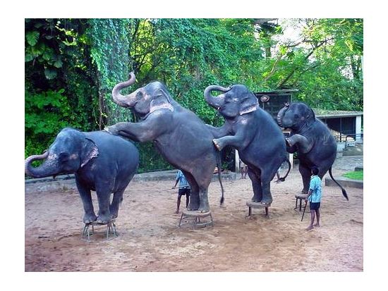 スリランカ生活体験＆デヒワラ動物園 1日観光ツアー　民家で家庭料理作り＆田舎のお寺訪問あり ＜貸切／日本語ガイド＞