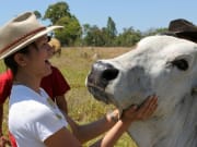 woman touching the face of white carabao in Cairns
