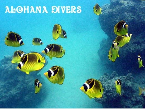 体験ダイビング  ワイキキまたはダイアモンドヘッド沖 ファンダイバーと潜れるプランもご用意＜ボート／1～2ダイブ＞by アロハナダイバーズ