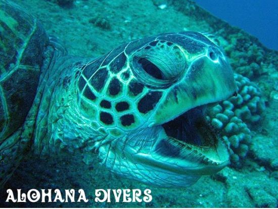 プライベートダイビング　沈船（YO257レック）/マカハキャバーンなどスポットが選べる！ ＜2ダイブ＞ by アロハナダイバーズ  