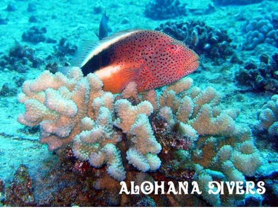 体験ダイビング  ワイキキまたはダイアモンドヘッド沖 ファンダイバーと潜れるプランもご用意＜ボート／1～2ダイブ＞by アロハナダイバーズ