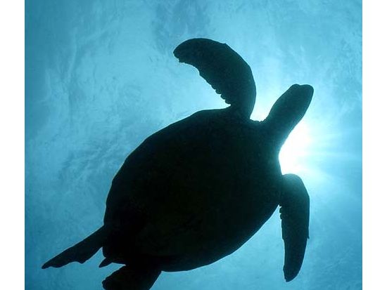 プライベートダイビング　沈船（YO257レック）/マカハキャバーンなどスポットが選べる！ ＜2ダイブ＞ by アロハナダイバーズ  