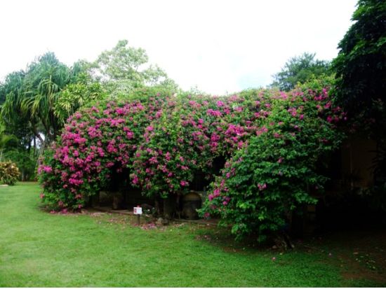 熱帯植物園 サンキョーガーデン　タモン・タムニン地区からの送迎付きプランもご用意あり！＜南国フルーツ試食付き＞