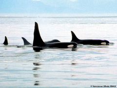 USA_Vancouver_Killer-Whale_167155