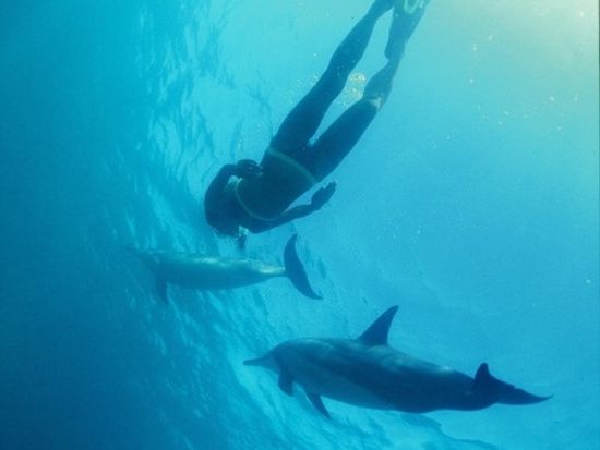 私立イルカ中学 野生のイルカ ウミガメシュノーケリングクルーズ たっぷり3時間シュノーケルを満喫 ハワイ オアフ島 ホノルル の観光 オプショナルツアー専門 Veltra ベルトラ 私立イルカ中学 野生のイルカ ウミガメシュノーケリングクルーズ たっぷり3時間シュノーケルを満喫 ハワイ オアフ島 ホノルル の観光 オプショナルツアー専門 Veltra ベルトラ