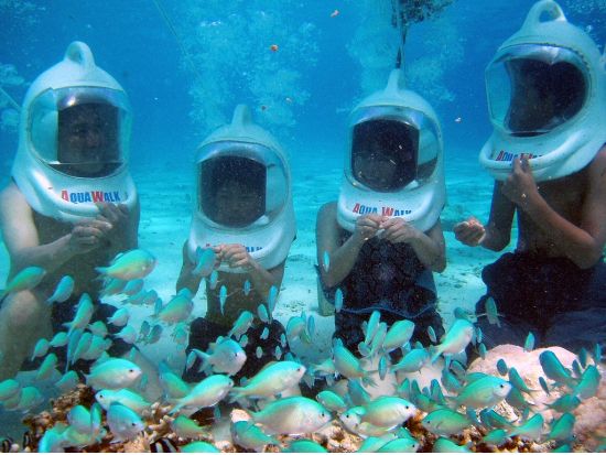 イルカウォッチング＋オーシャンパーク☆　パラセーリングやアクアウォーク付プランもあり！＜日本語or英語ガイド／送迎付き＞by スキューバカンパニー