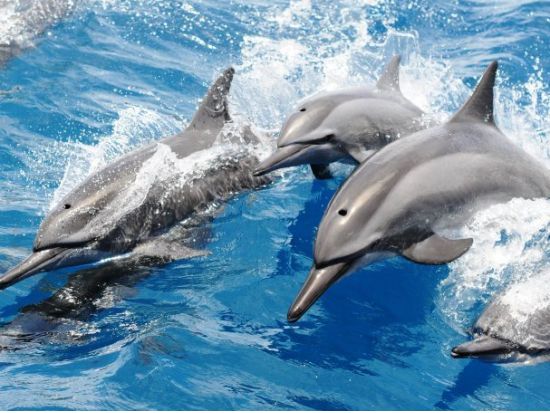 パラセーリング＋選べるイルカウォッチング＋オーシャンパーク or アクアウォーク＋無料シュノーケリング付＜日本語ガイド／送迎付き＞ by スキューバカンパニー