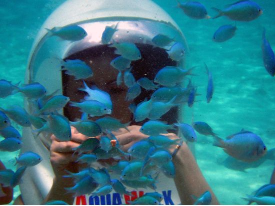 アクアウォーク＋ビーチシュノーケリング　選べるパラセーリング or イルカウォッチング付プランあり＜日本語ガイド／送迎付き＞by スキューバカンパニー