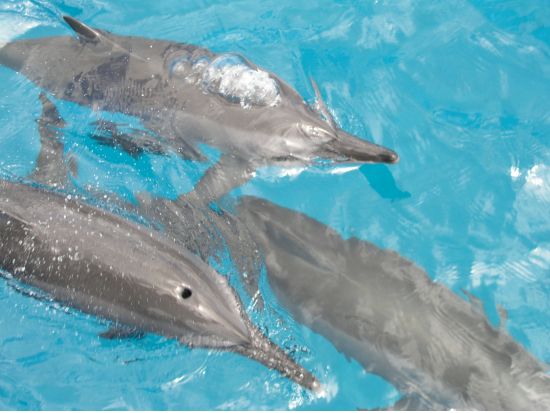 イルカウォッチング＋オーシャンパーク☆　パラセーリングやアクアウォーク付プランもあり！＜日本語or英語ガイド／送迎付き＞by スキューバカンパニー