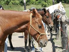 cairns horseback riding