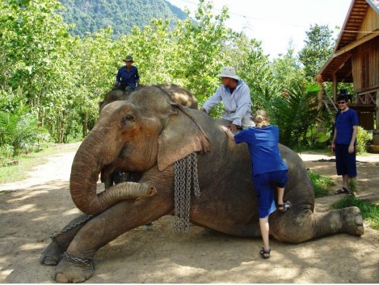 象使いライセンス取得ツアー  象を自由に乗りこなそう！＜宿泊／英語ガイド／交通費＆宿泊＆食事付／ルアンパバーン発＞