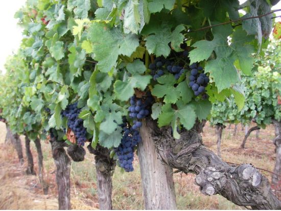 ボルドー メドック地区ワインツアー　3軒のシャトーを訪問 ＜3～11月／試飲付き／英語ドライバーガイド／ボルドー発＞