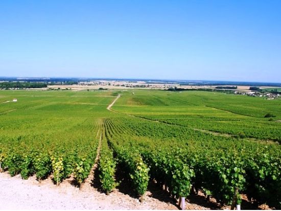 ボルドー メドック地区ワインツアー　3軒のシャトーを訪問 ＜3～11月／試飲付き／英語ドライバーガイド／ボルドー発＞