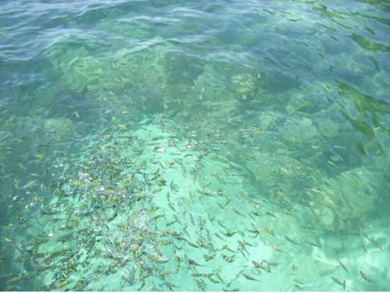 ピピ島日帰りクルーズ 選べるシート！ゴールドまたは一般 ピピ島でシュノーケル＜フェリー／日本語ガイド／ビュッフェランチ＞