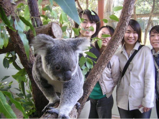 【入場チケット】タロンガ動物園(Taronga Zoo)☆シドニー港の息を飲むような素晴らしい絶景を望む大人気動物園！