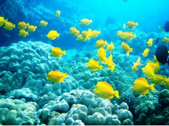 貸切ボートチャーター　スピードボートで爽快クルージング！冬季はホエールウォッチングも楽しめる＜1～6名／2・4時間／ケアウホウ湾発＞